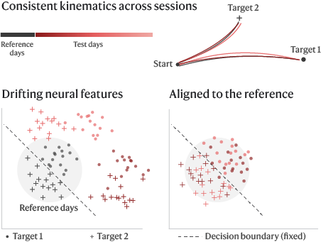 Movement trajectories stay consistent across weeks while the neural features drift in latent space